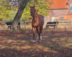 horse It is a Dream (KWPN (Royal Dutch Sporthorse), 2013, from Desperado)
