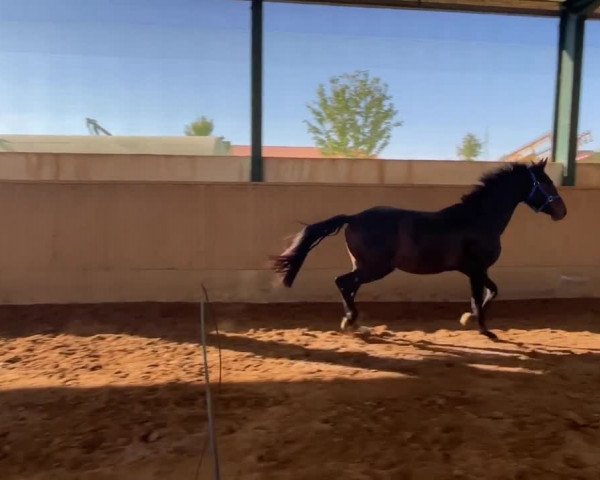 Video of Gitano