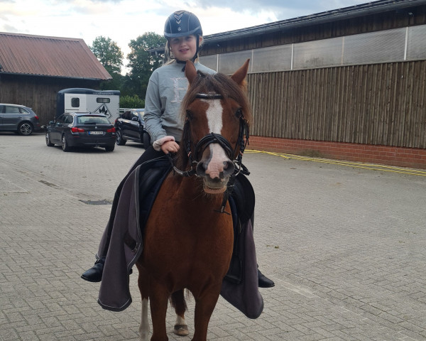 Pferd Madita (Welsh Pony (Sek.B), 2013, von Mannix)