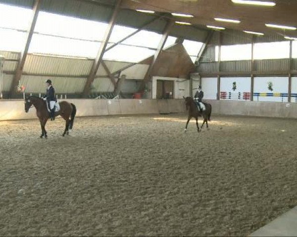 dressage horse Don Beau (Hanoverian, 2005, from Don Bosco)