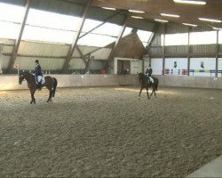 dressage horse Don Beau (Hanoverian, 2005, from Don Bosco)