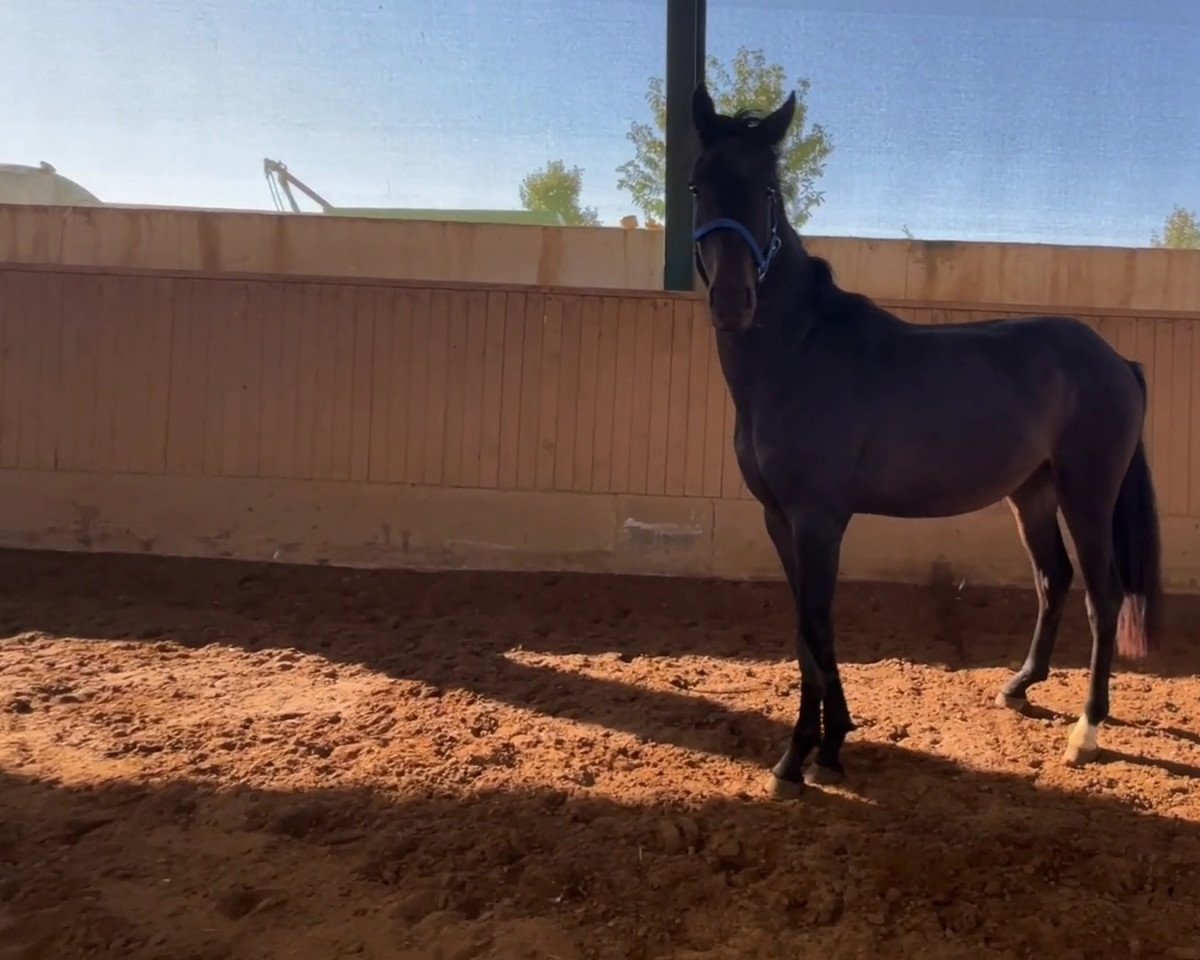 horse Gitano (Oldenburg, 2020, from Gouvernant VDL)