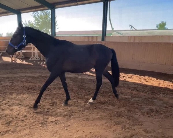 Video of Gitano