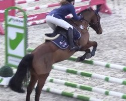 jumper Sir Lando 3 (Pony without race description, 2016, from Aarubinio)