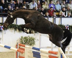 stallion Centurion (Holsteiner, 2008, from Cormint)