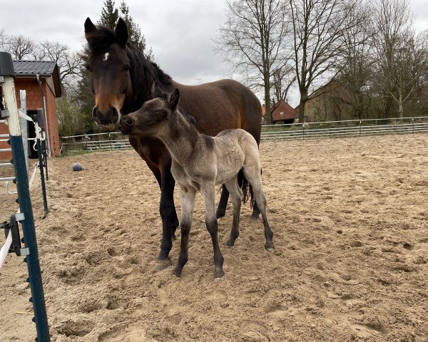 broodmare Annemieke (German Riding Pony, 2017, from A kind of Magic 5)