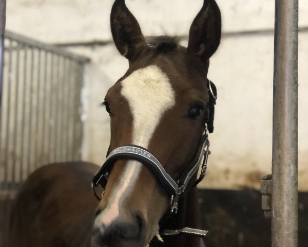 horse Cornetto Life (Oldenburg show jumper, 2022, from Contrast 9)
