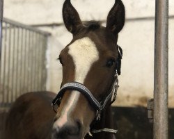 horse Cornetto Life (Oldenburg show jumper, 2022, from Contrast 9)