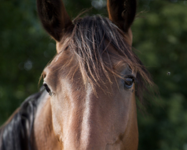 stallion Caid Carlos (Holsteiner, 2021, from Contrast 9)