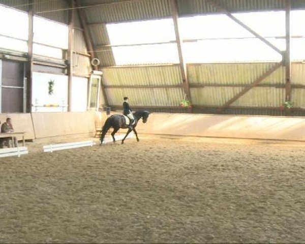 dressage horse Wendelin 214 (Hanoverian, 1996, from Weltmeyer) dressage horse Wendelin 214 (Hanoverian, 1996, from Weltmeyer)