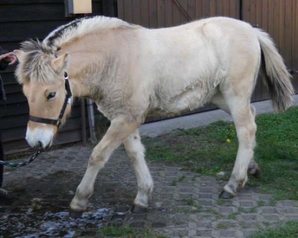 broodmare Stüv's Halina (Fjord Horse, 2022, from Catago)