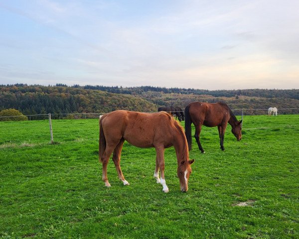 horse Spontan verliebt (Westphalian, 2021, from Sir Heinrich OLD)