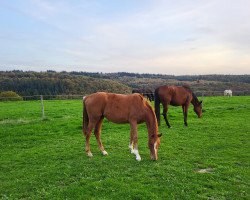 horse Spontan verliebt (Westphalian, 2021, from Sir Heinrich OLD)