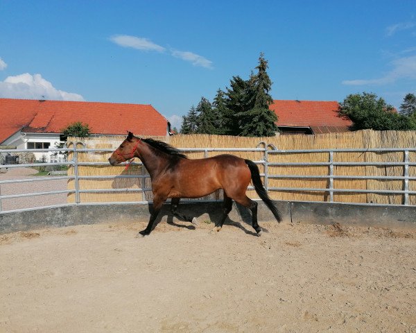 horse Freya (German Sport Horse, 2016, from Cheetano)