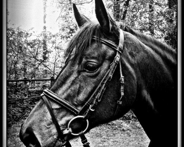 broodmare Fiana (Westphalian, 2004, from Fiano)
