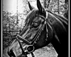 broodmare Fiana (Westphalian, 2004, from Fiano)