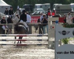 dressage horse Bill 54 (Duelmener, 2004)