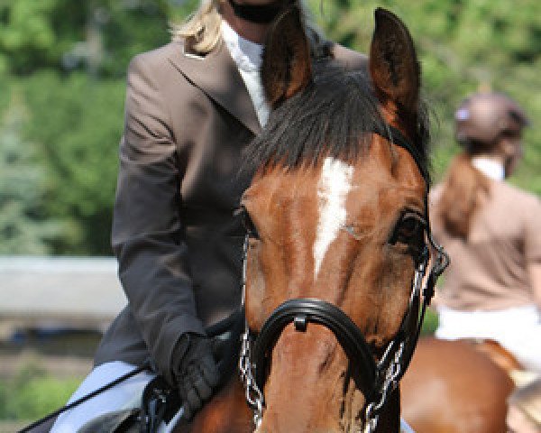 horse Indy 3 (German Warmblood, 1991, from Intakt) horse Indy 3 (German Warmblood, 1991, from Intakt)