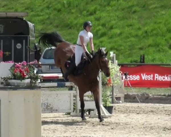 Springpferd Carlchen 34 (Holsteiner, 2002, von Canturo)
