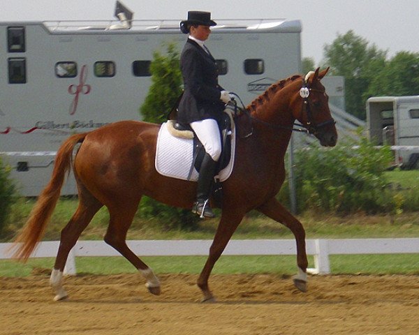 horse Quantana (German Sport Horse, 2006, from Quando-Quando)