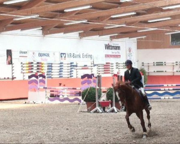 jumper Casini Baba (Hungarian Warmblood, 2001, from Goliath)