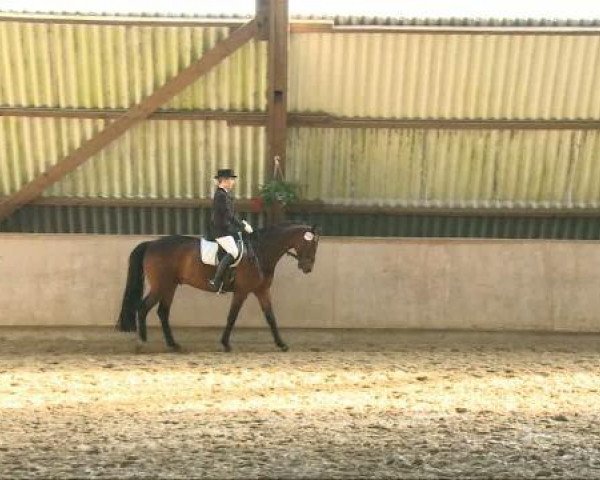 dressage horse Rocknoir (Westphalian, 1997, from Rockwell)