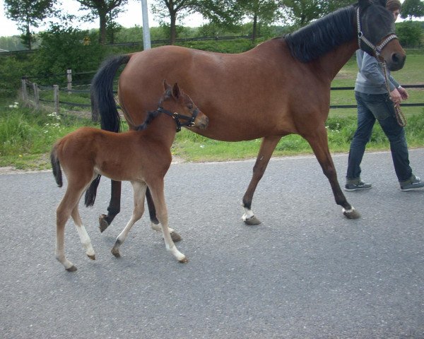 Zuchtstute Tima 3 (Deutsches Reitpony, 2011, von Top Pepino)