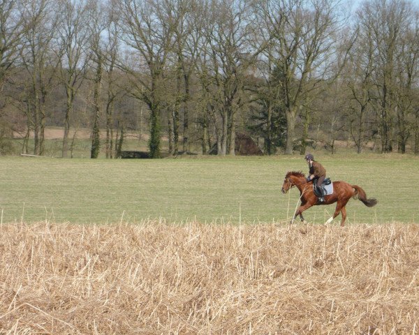horse Fuchsi (Westphalian,  , from Harmony's Baroncelli)