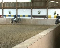 dressage horse Floribo Floresco's Boy (Westphalian, 2007, from Floresco NRW)