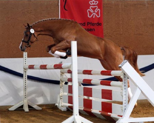 horse Charm of Heiligenberg (German Riding Pony, 2005, from Charm of Nibelungen)