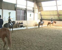 dressage horse Giacomo 194 (German Riding Pony, 2003)