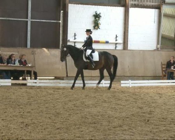 dressage horse Loxahatchee (Oldenburg, 1998, from Landfriese II)
