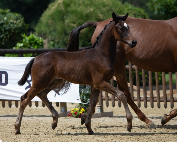 Pferd Moya (Trakehner, 2022, von TSF Kros)