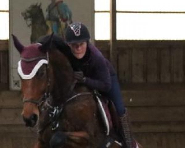 dressage horse Con Chella (Oldenburg show jumper, 2013, from Con Chello)