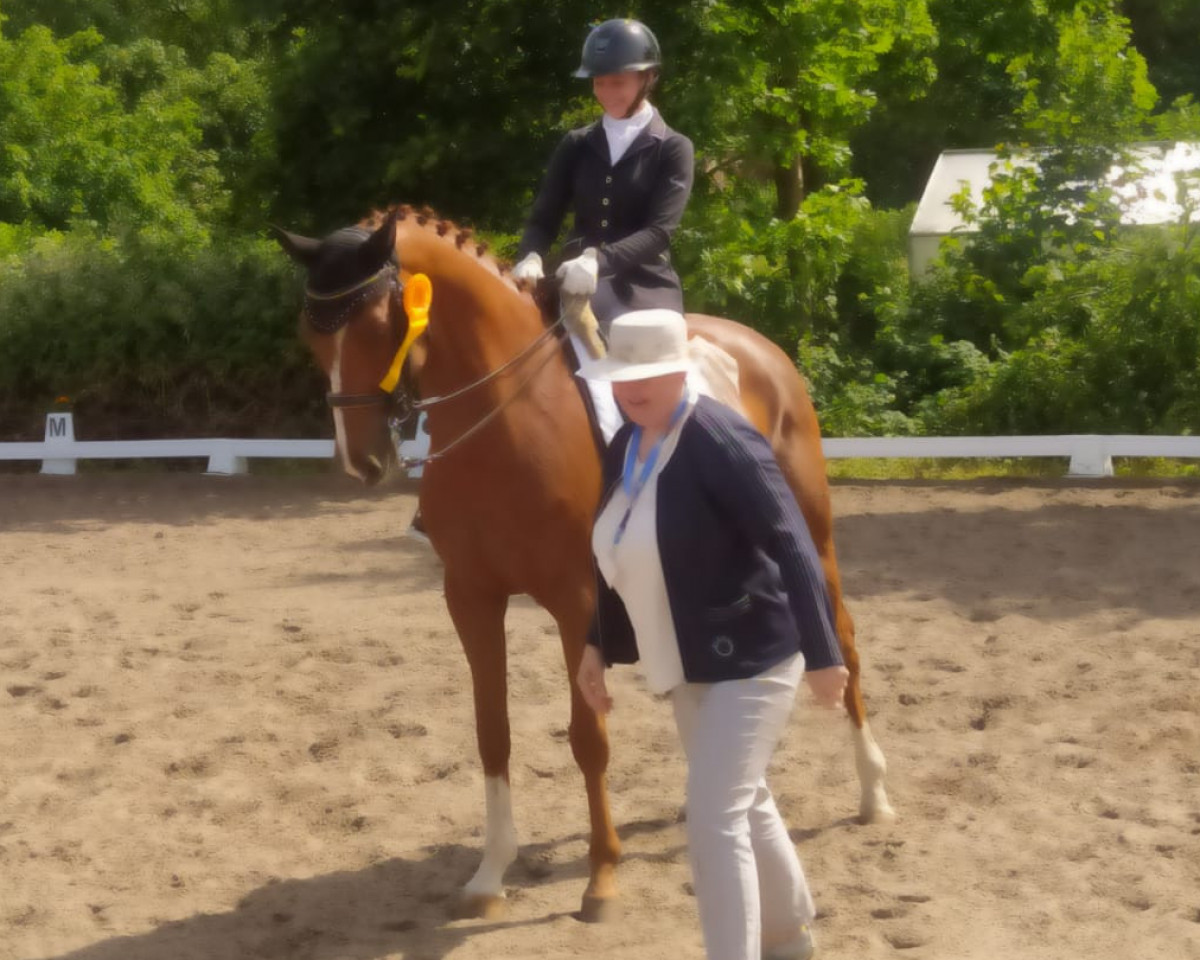 Cavallo da Dressage Thuenenhofs Quenzo (Oldenburger, 2012, di Quando-Quando)