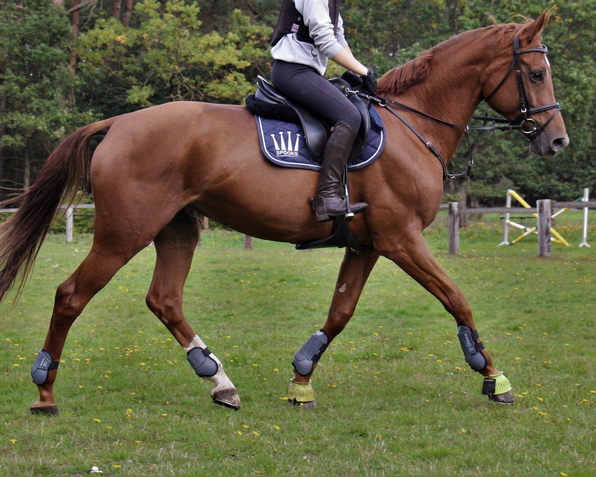jumper Bella Queen (Bulgarian Warmblood, 2011, from Billy King)