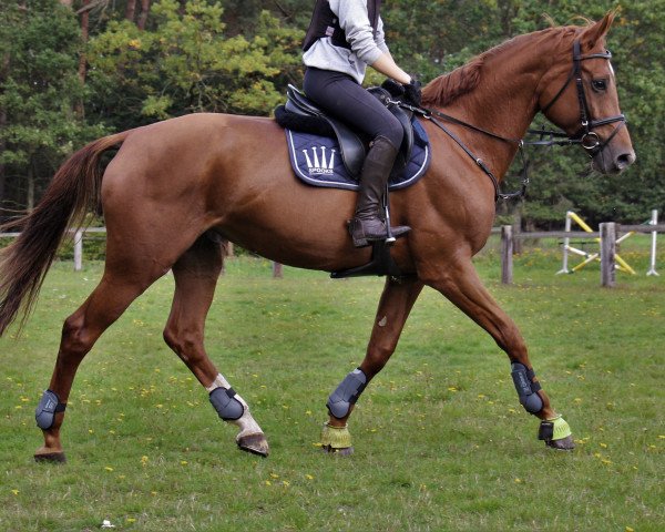 jumper Bella Queen (Bulgarian Warmblood, 2011, from Billy King)