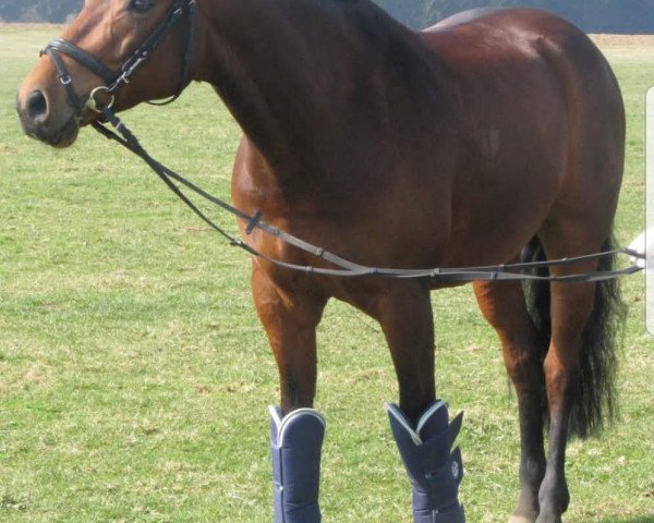 Dressurpferd Damenruf (Württemberger, 2005, von Damenruhm)