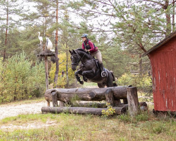 broodmare Kia'Ora (Trakehner, 2010, from Cornus)