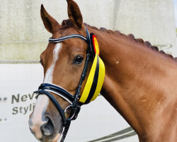dressage horse Larsson (KWPN (Royal Dutch Sporthorse), 2016, from Glock's Johnson Tn)