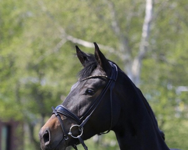 dressage horse Fräulein Elektra 4 (Oldenburg, 2017, from Feinrich)