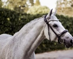 dressage horse Montana 728 (Polish Warmblood, 2009, from Tandem)