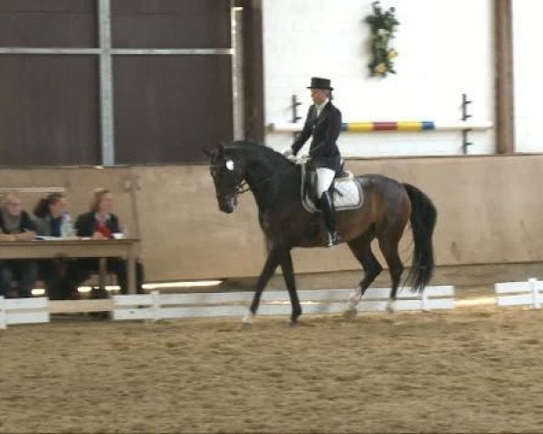 dressage horse Raoul 20 (Westphalian, 2001, from Rockwell)