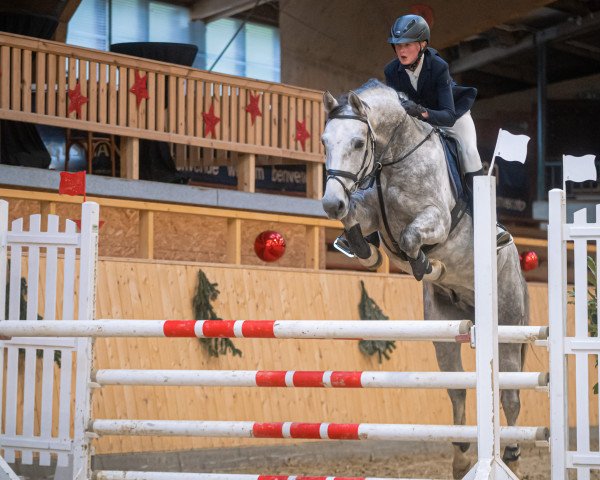 Springpferd Caruso 628 (Westfale, 2017, von Congress)