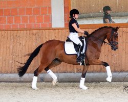 dressage horse Flic Flac 76 (Hanoverian, 2016, from Nymphenburg's First Ampere)