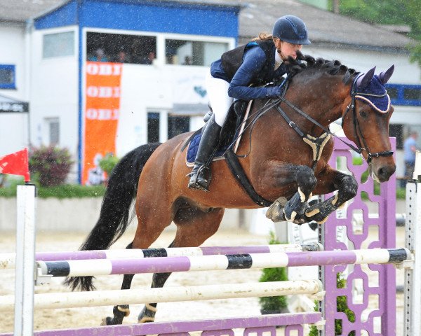 Springpferd Rosenstern 5 (Deutsches Sportpferd, 2011, von Rosenstolz 127 FIN)