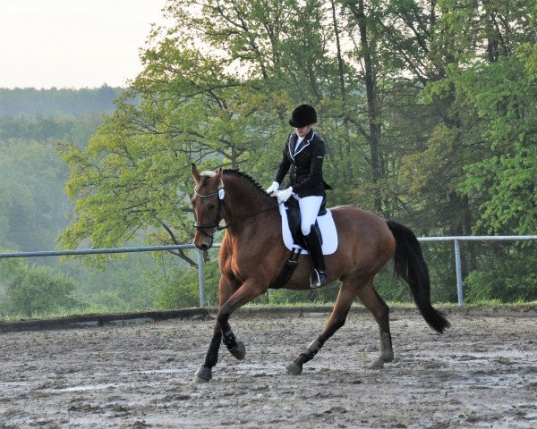 dressage horse Richard Löwenherz S (Württemberger, 2011, from Rulaman)