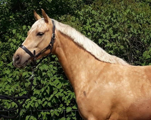 horse Mc Joyful Jinx (Nederlands Rijpaarden en Pony, 2014, from McJonnas)