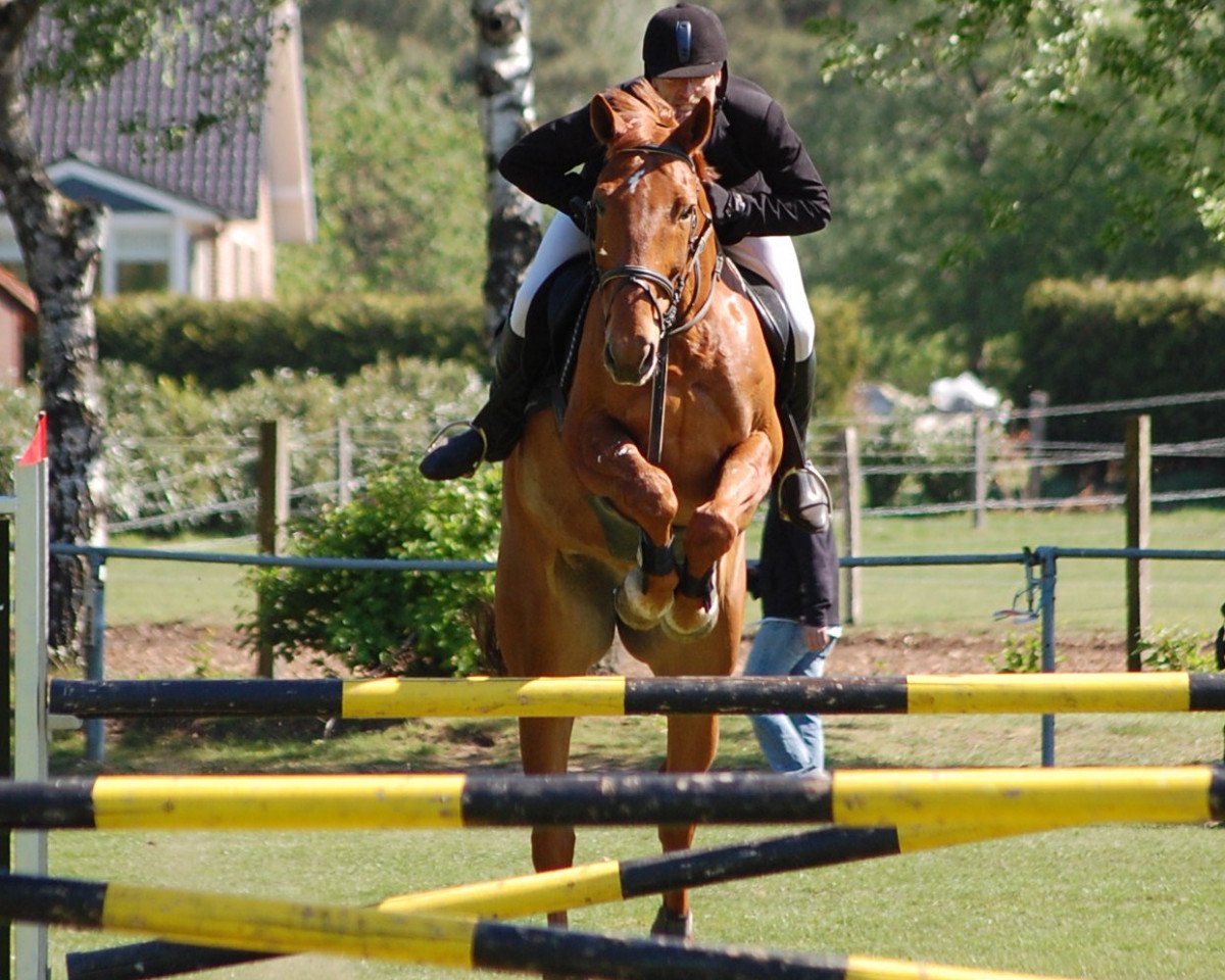 Springpferd Flowoho (Westfale, 2001, von Fridolin Oho)