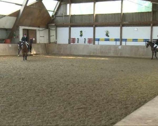 dressage horse Princess of Ahrenshop (Hanoverian, 1999, from Prince Thatch xx) dressage horse Princess of Ahrenshop (Hanoverian, 1999, from Prince Thatch xx)